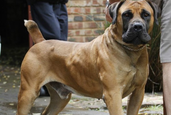 В Одесі собака африканської породи покусала дитину «фото»