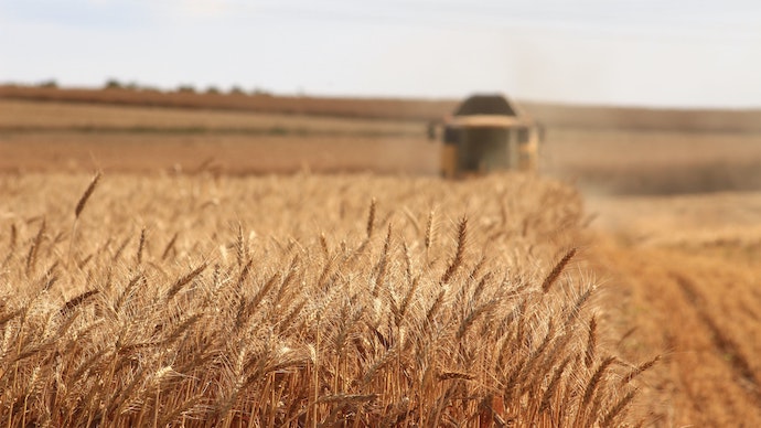Врожайний рік: у 2023 в Одеській області зберуть до 4 млн тонн зерна  «фото»