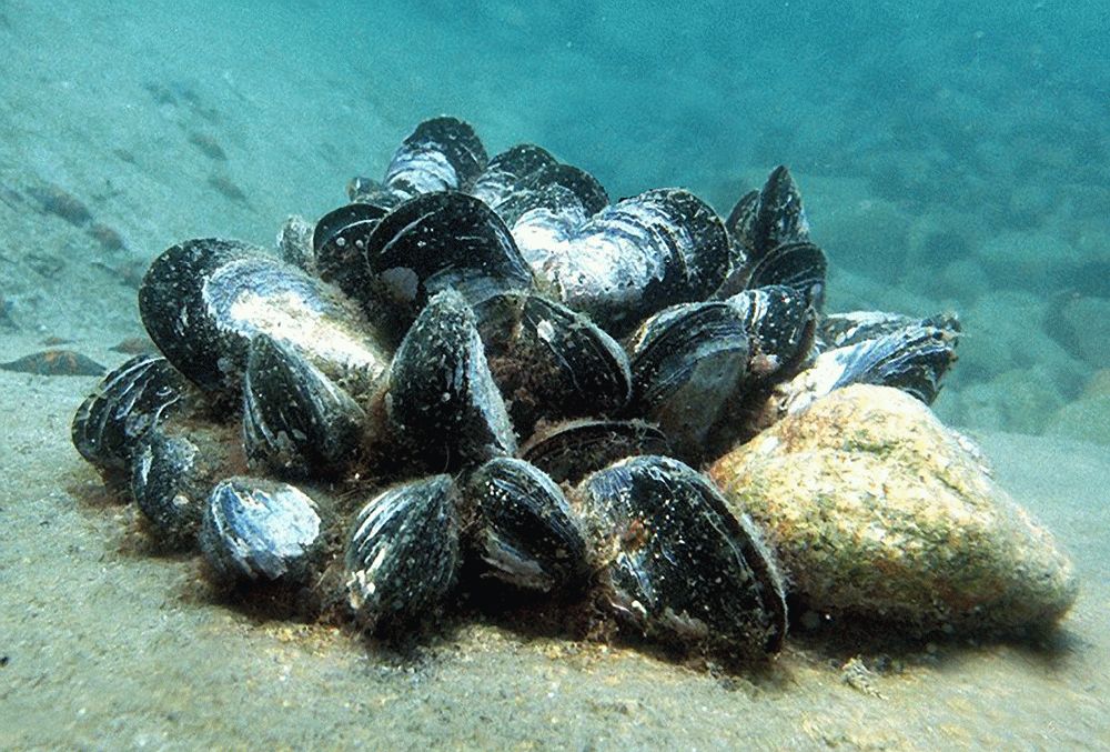 Одеське море: у мідіях виявили небезпечні мікроорганізми «фото»