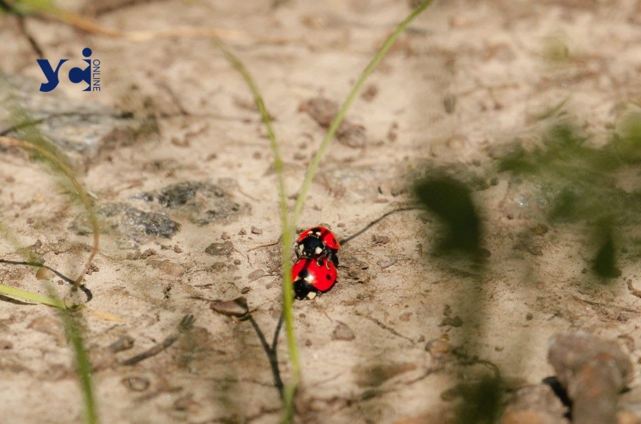 Субота в Одесі буде спекотною, очікується +33°С «фото»
