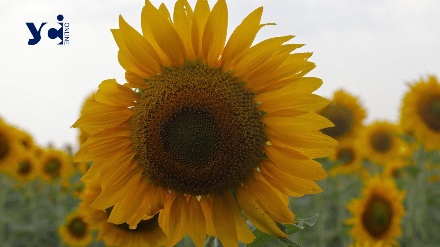 Квітучі соняшники між Одесою та Миколаєвом (фото) «фото»