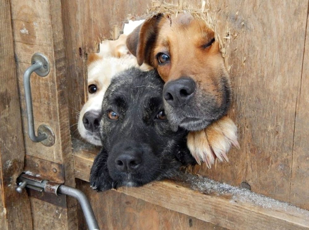 Потрібна допомога: в Одесі після обстрілу без житла залишилася родина з трьома собаками (фото) «фото»