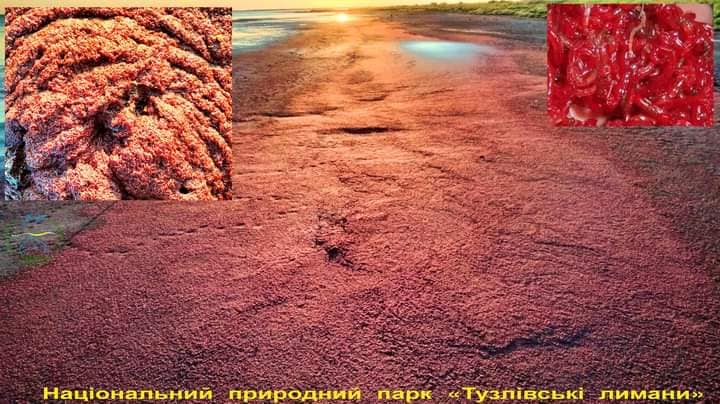 Береги Тузлівських лиманів стали червоними після шторму (фото) «фото»