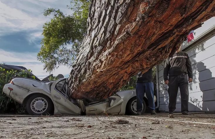 Одеська мерія заплатить майже півмільйона одеситу, автівку якого розтрощило дерево «фото»