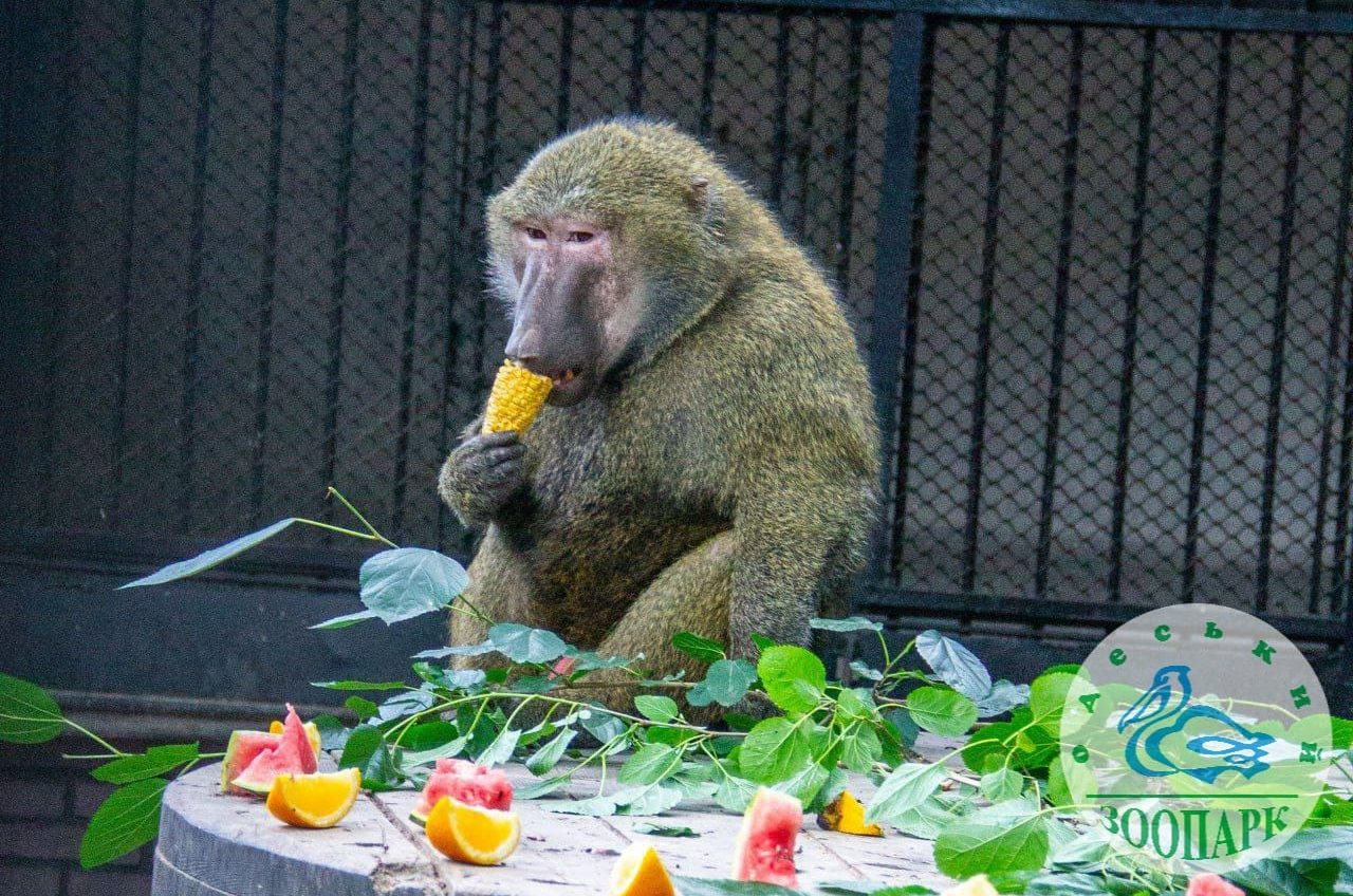 В Одеському зоопарку з’явилися нові мешканці – бабуїни (фото) «фото»