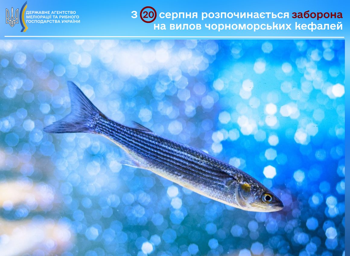 Біля узбережжя Одещини заборонять вилов кефалей «фото»