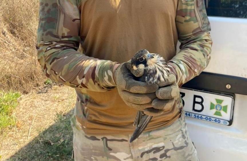 На Одещині прикордонники врятували сокола (фото) «фото»