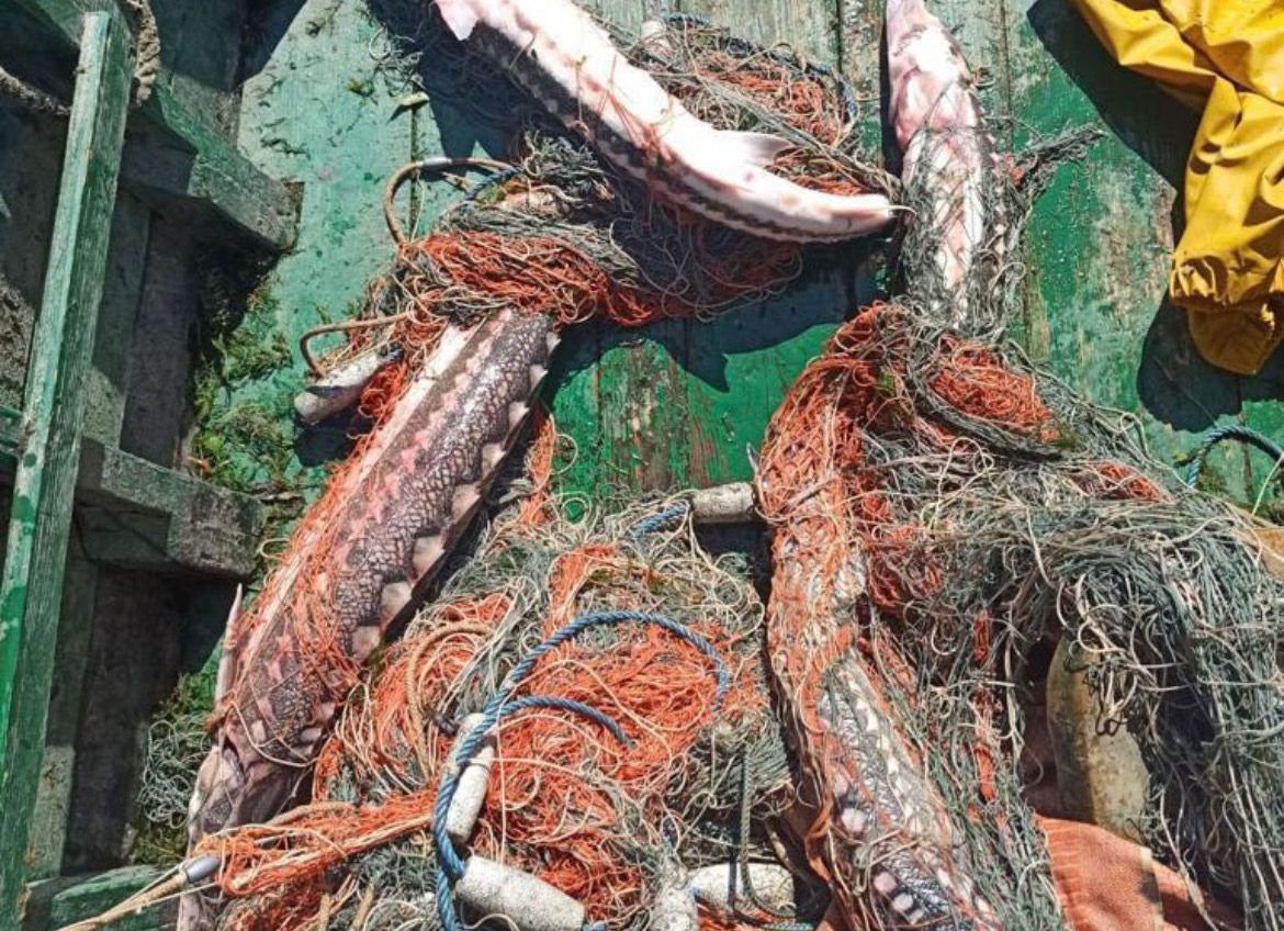 Червонокнижний улов: в Одеській області двоє браконьєрів поймали рідкісну рибу (фото) «фото»