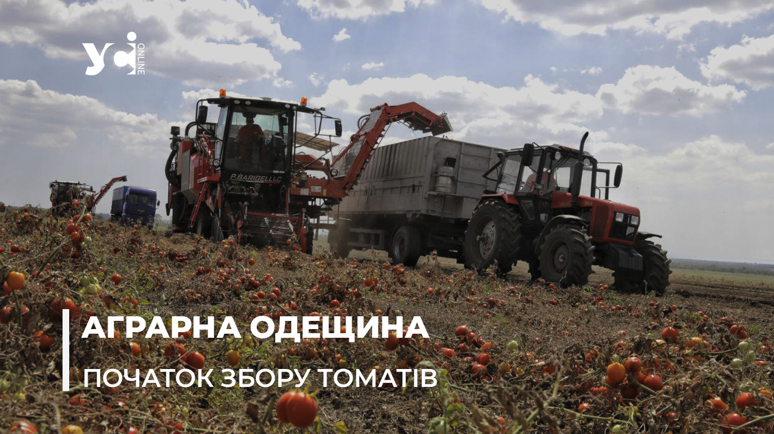 Тисяча тонн на добу: на Одещині розпочали збір врожаю томатів (фото, відео) «фото»