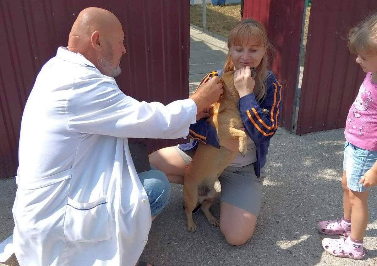 На Одещині триває безоплатна вакцинація тварин від сказу, але частина господарів проти щеплення (фото) «фото»
