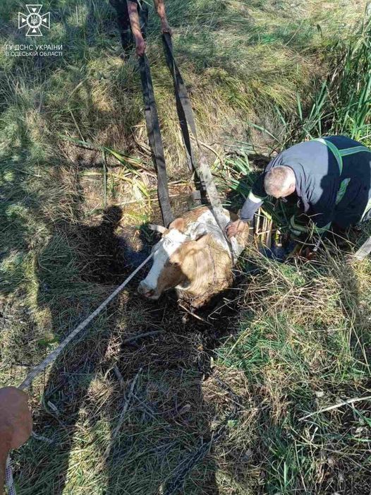 На Одещині величезна тварина потрапила у пастку: як її рятували «фото»