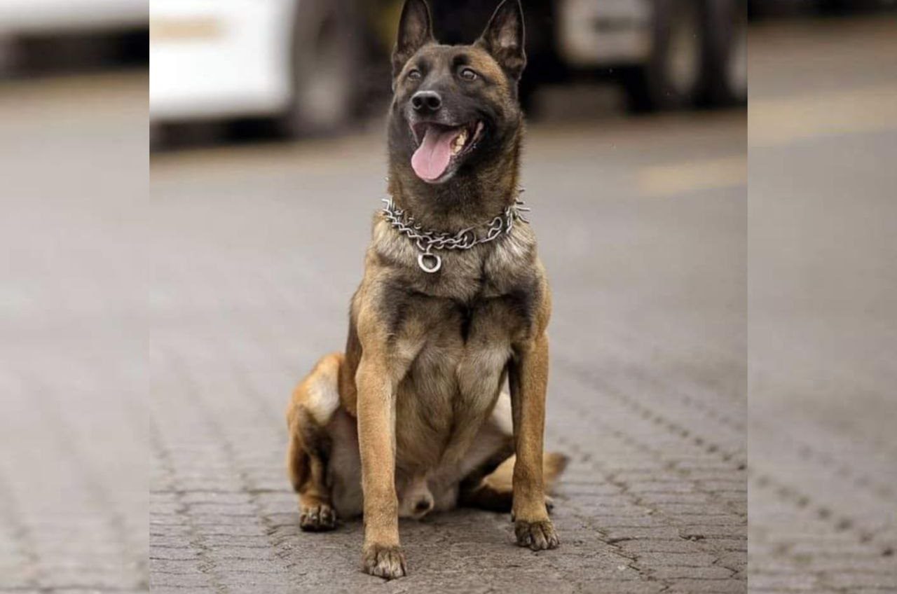Службовий пес одеських митників знайшов в автобусі з Греції схованку з «безхазяйними»  наркотиками (фото) «фото»
