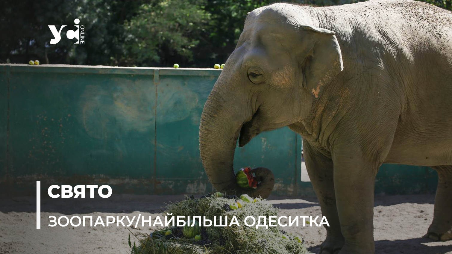 Венді-44: одеській слонисі подарували херсонські кавуни (фото) «фото»