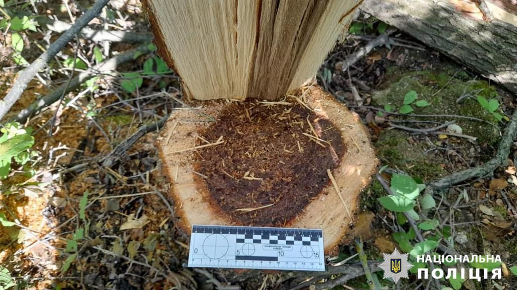 Мешканець Одеської області зрубав дерева на 56 тисяч гривень (фото) «фото»