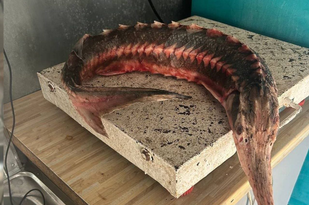 На ринку в Одеській області незаконно продавали червонокнижну рибу «фото»