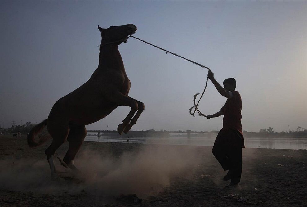 В Одеській області іноземець крав коней: що вирішив суд «фото»