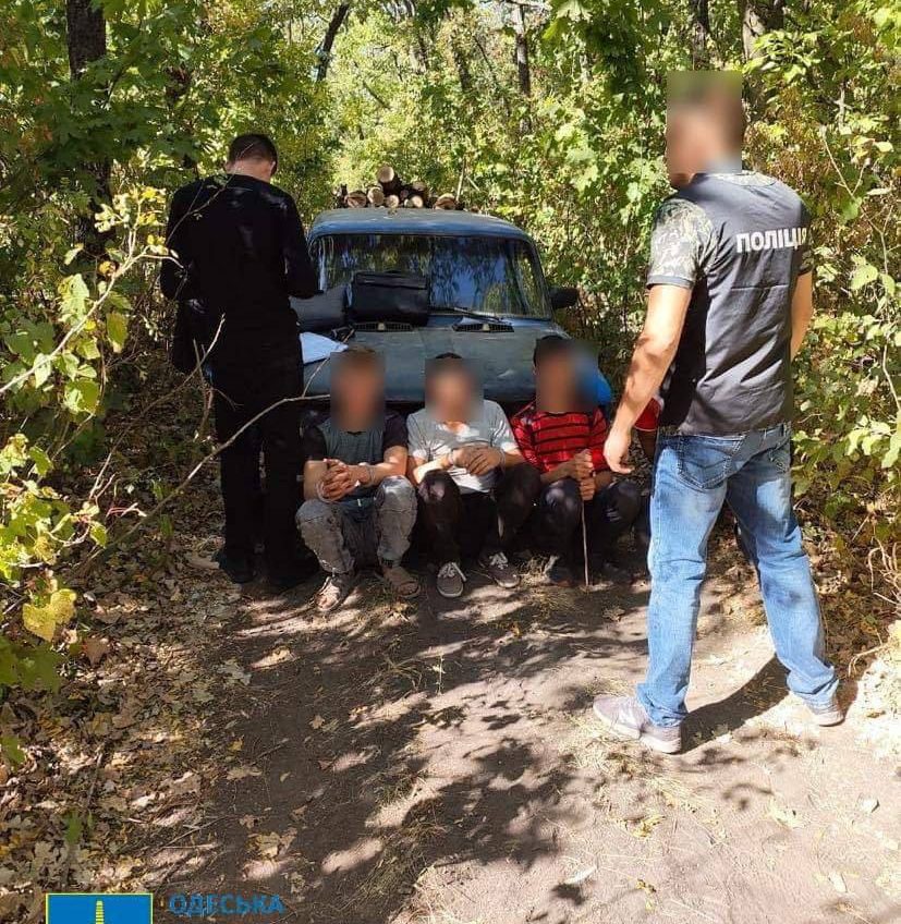 Вирубка цінного лісу на Одещині: чиновнику, екологу та ліснику повідомлили про підозру (фото) «фото»