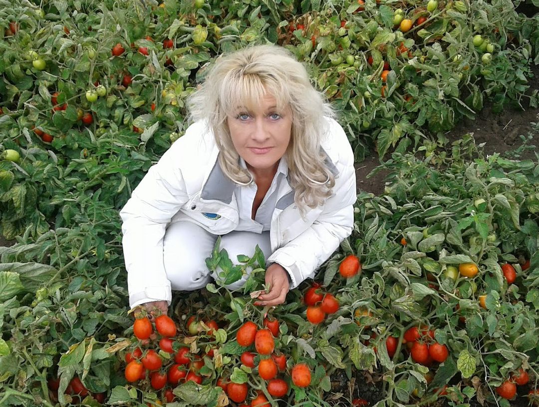 Рекорд України: найбільше томатів з одного куща «фото»