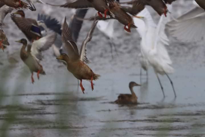 У Тузлівських лиманах почалася активна міграція птахів (фото) «фото»