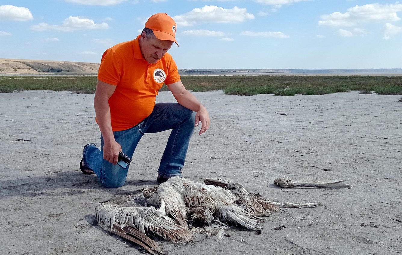 Дивовижна подорож: на Куяльницькому лимані закінчилися довгі мандри пелікана Дейзі «фото»