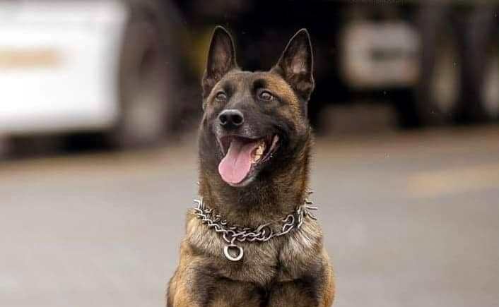 Службовий пес, який загинув від обстрілу на переправі «Орлівка» на Одещині, отримав бойову нагороду (фото) «фото»