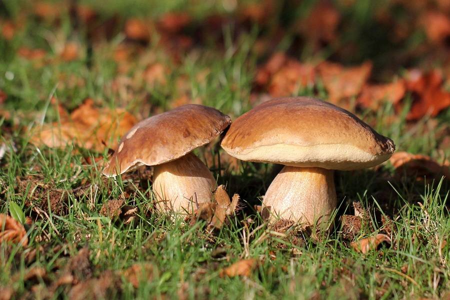 Небезпечні гриби: в Одеській області зареєстровані три випадки отруєння «фото»