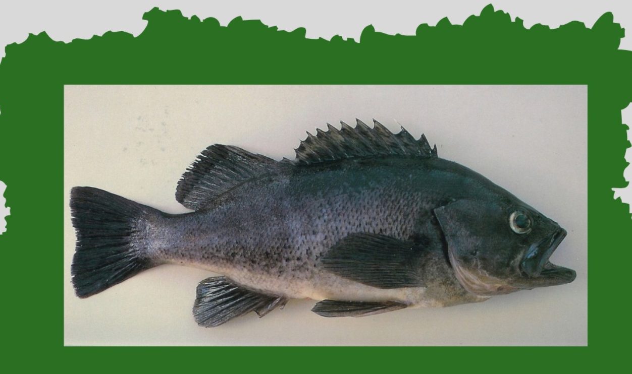 Новий вид риби, який виявили біля берегів Одеси, може бути небезпечним для місцевої фауни «фото»