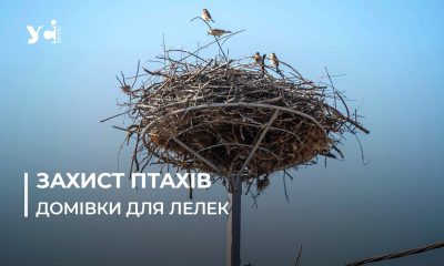 Нові домівки для лелек: енергетики встановлюють спеціальні платформи для гнізд на Одещині (фото, відео) «фото»