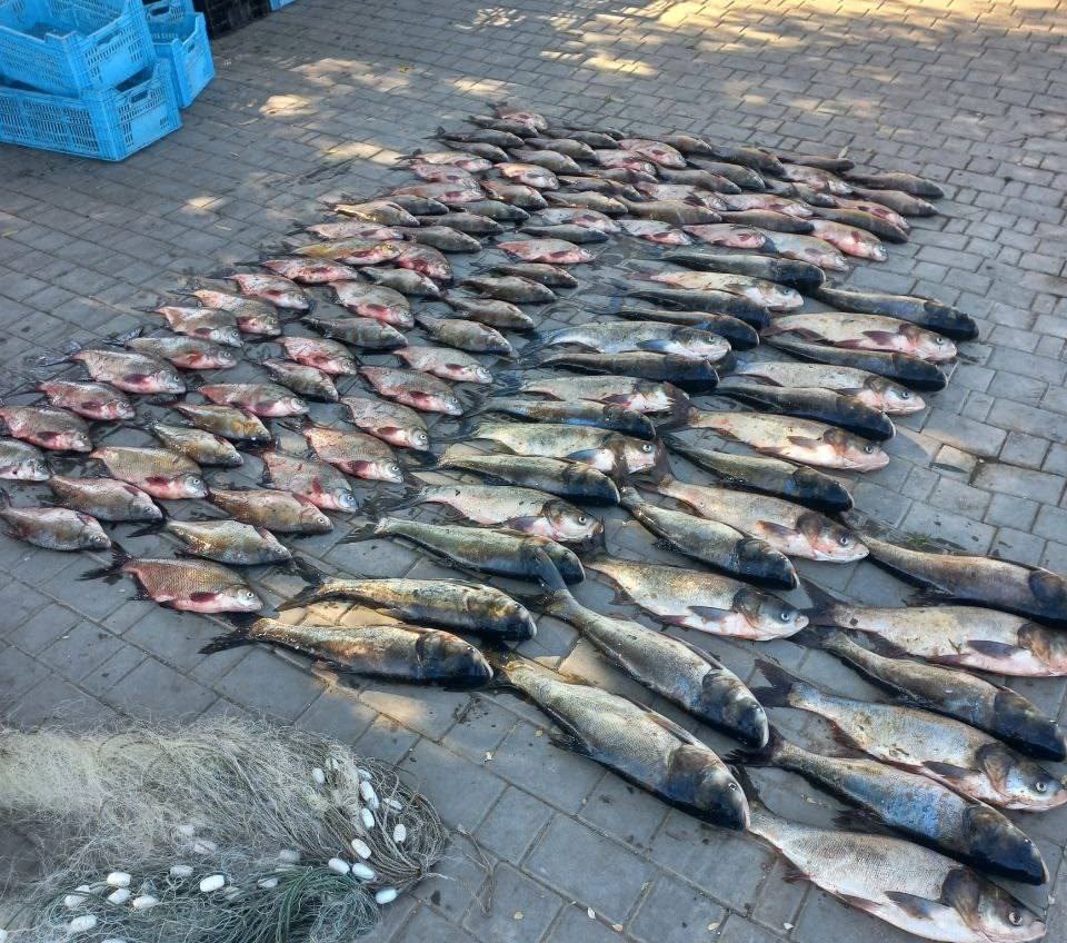 На Одещині спіймали рибалок, які незаконно виловили 32 товстолоба та 80 лящів «фото»