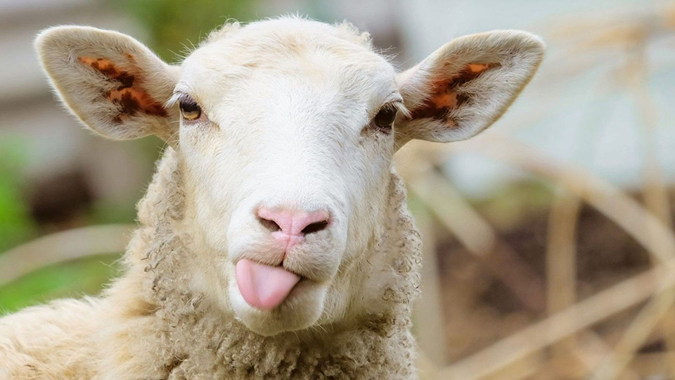 На Одещині судили серійного викрадача овець: чоловік обікрав своїх роботодавців «фото»