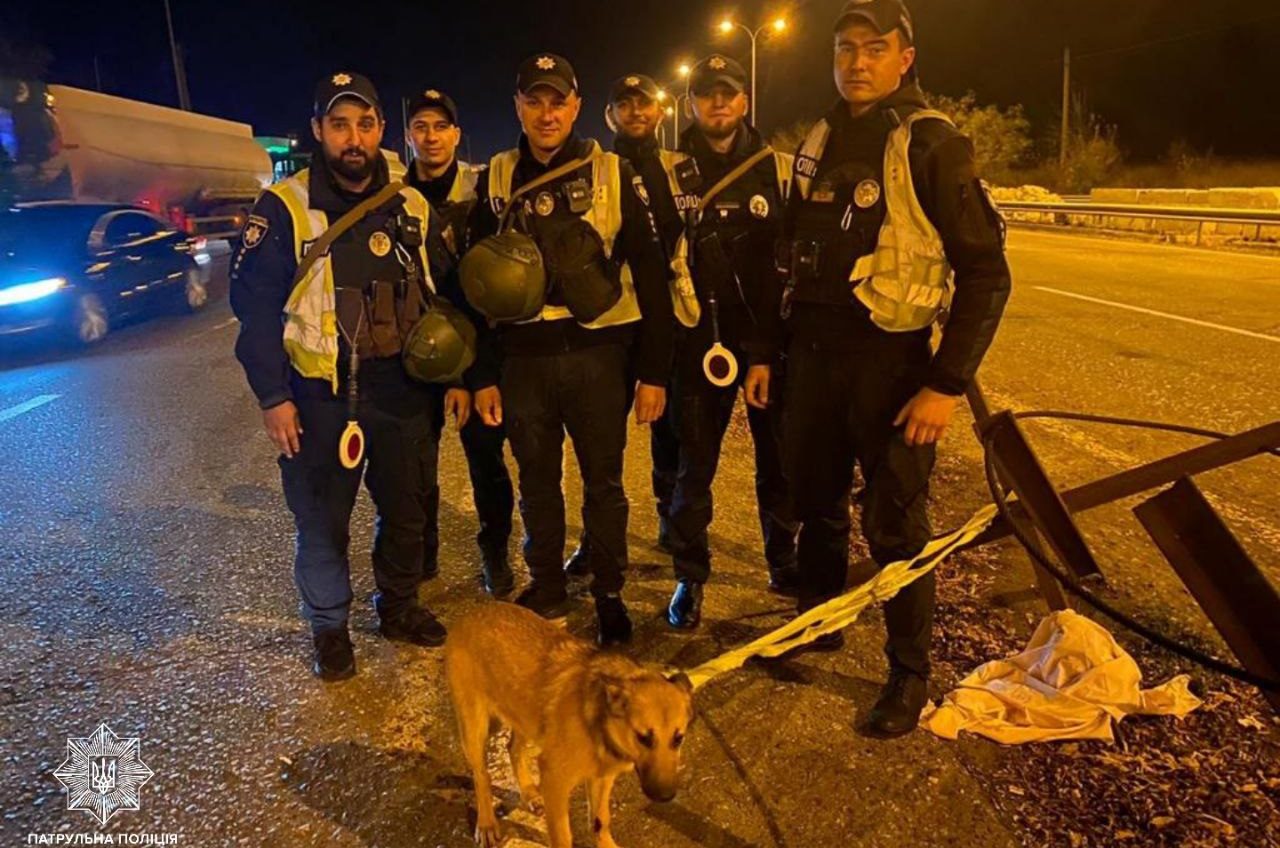Одеські патрульні врятували собаку, яку збив мотоцикл (фото) «фото»