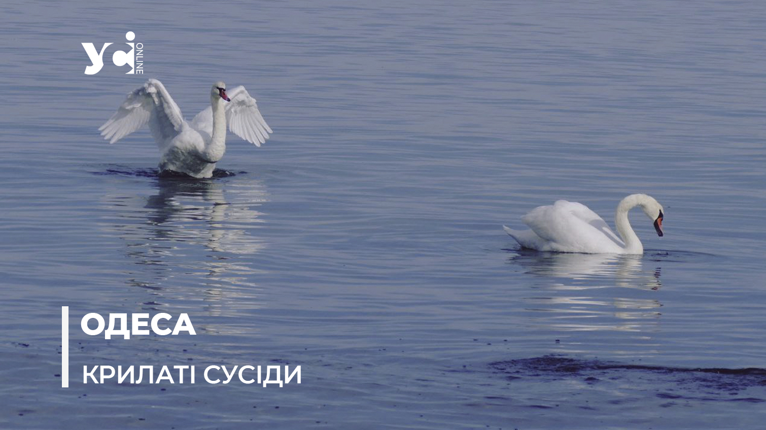 Шматочок раю: одеські пляжі відвідали прекрасні лебеді (фото) «фото»