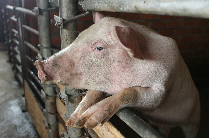 У господарстві психоневрологічного інтернату на Одещині зафіксували чуму свиней «фото»