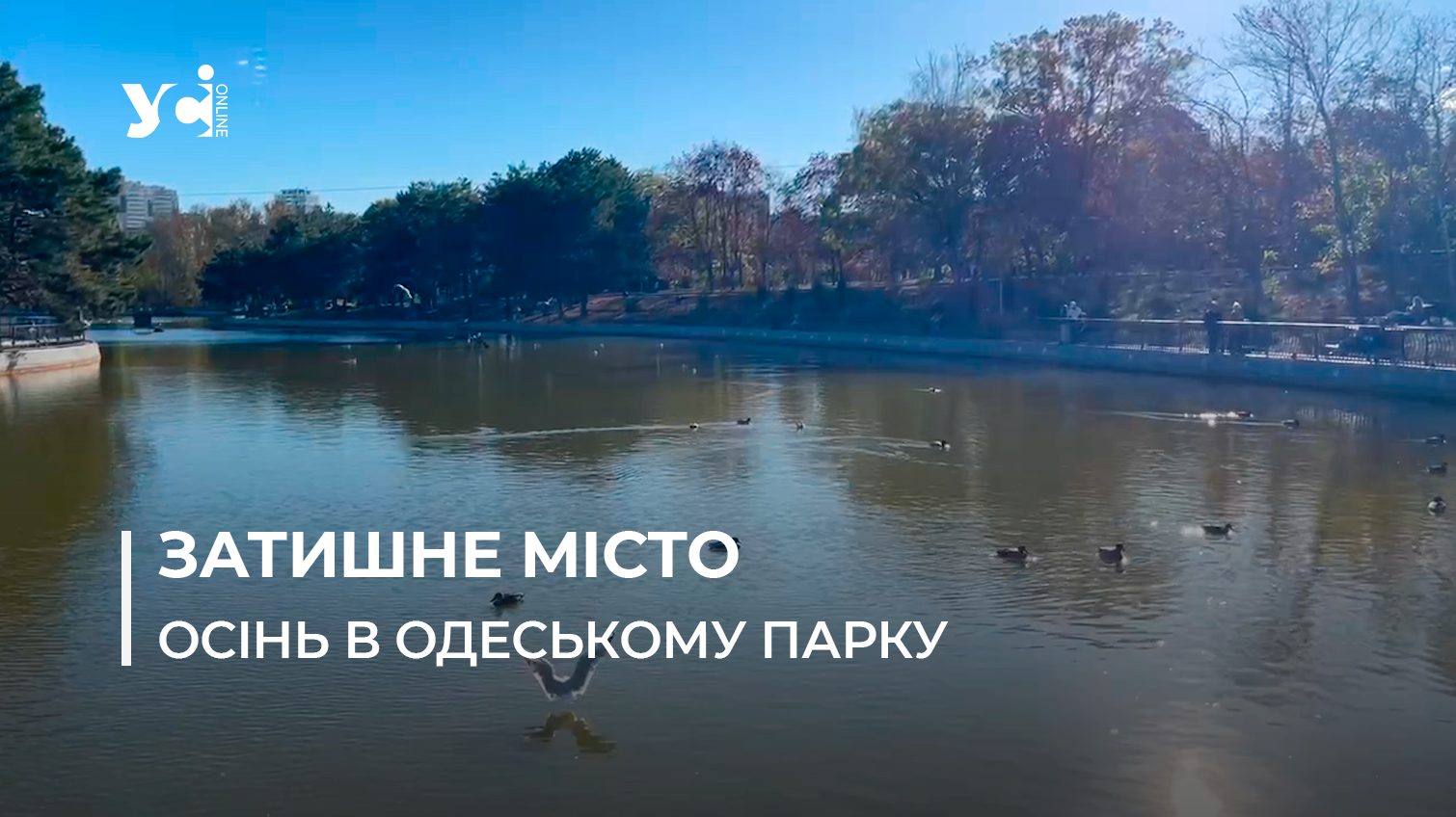 Сонячний листопад в Одесі: краса, спокій, черепашки (відео) «фото»