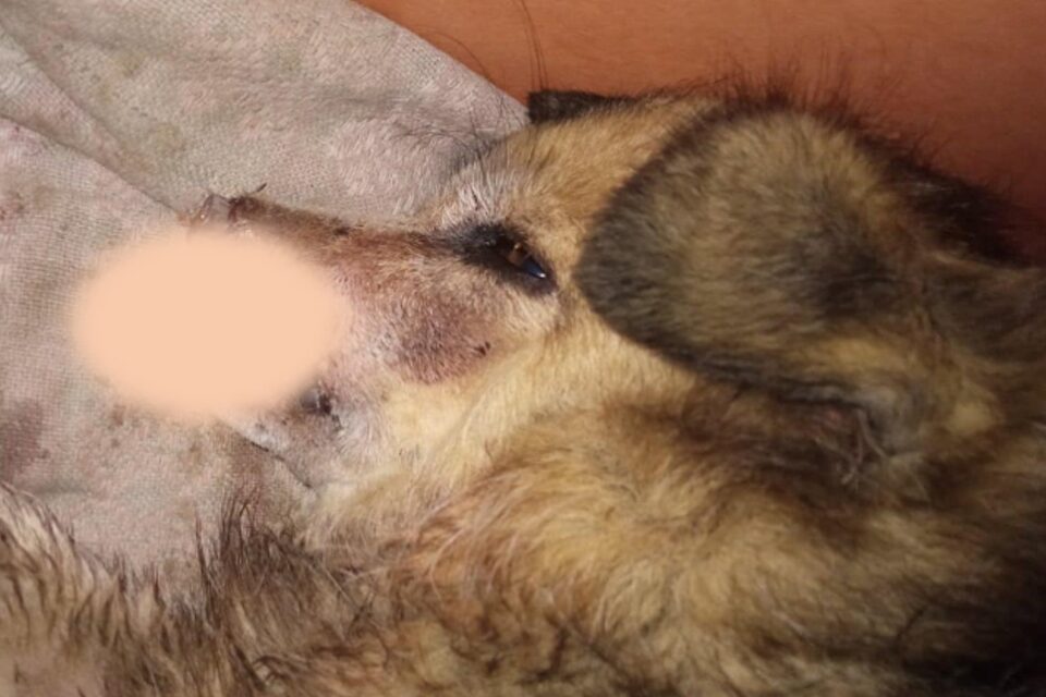 Зоо-скандал на Одещині: бійцівський пес відкусив носа домашньому собаці «фото»