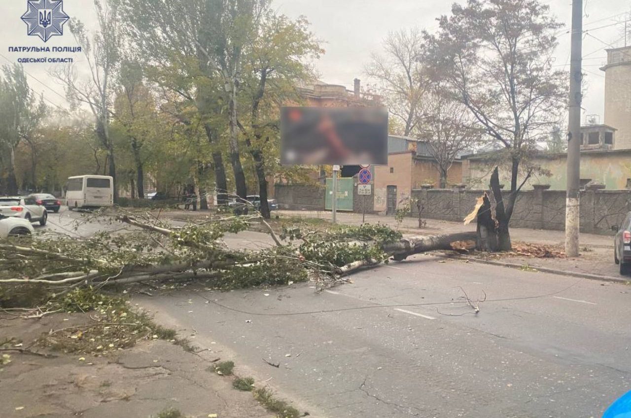 До уваги водіїв: на вулиці Чорноморського козацтва впало дерево «фото»