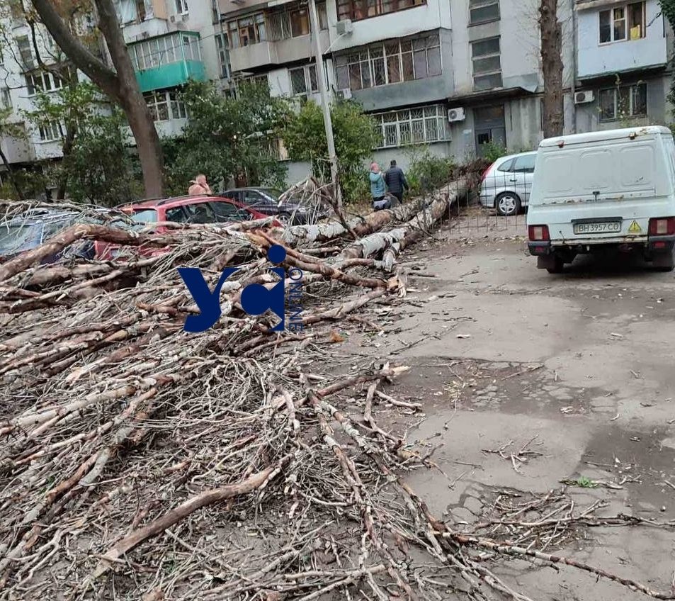 Стихія в Одесі: у жилому дворі впало велетенське дерево, а гілка пошкодила машину швидкої (ОНОВЛЕНО, фото) «фото»