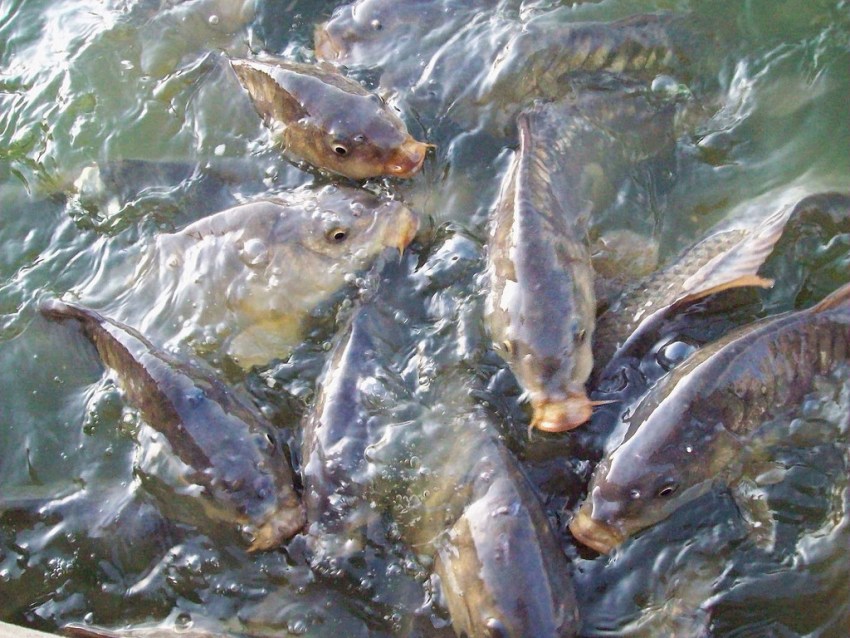 На Хаджибейському лимані проводять відновлення біоресурсів: запускають рибу «фото»
