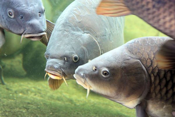 На Одещині в озеро Сасик випустили 25 тонн риби «фото»