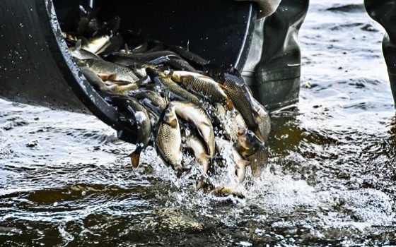 У водосховище на Одещині випустили 12 тонн малька риби (відео) «фото»