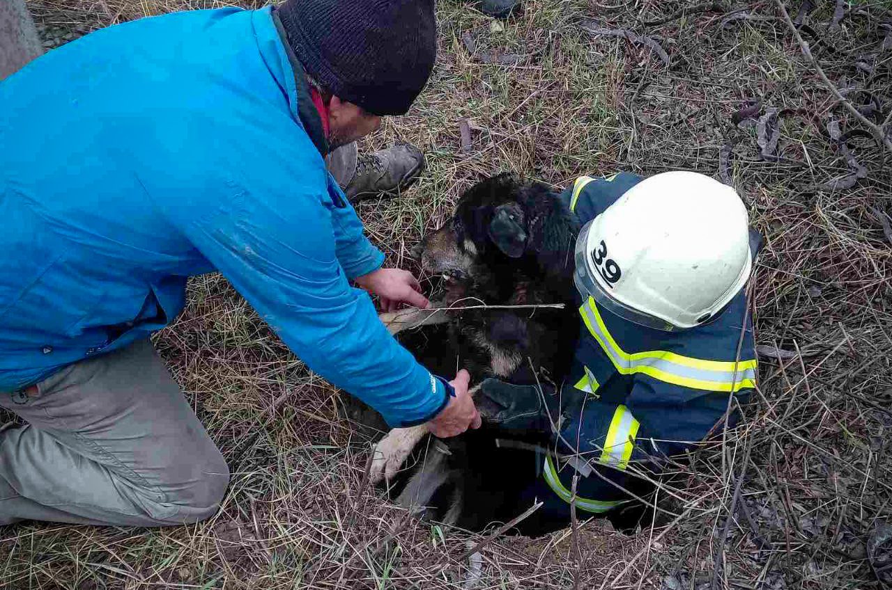 На Одещині рятувальники витягли собаку з колодязя (фото) «фото»