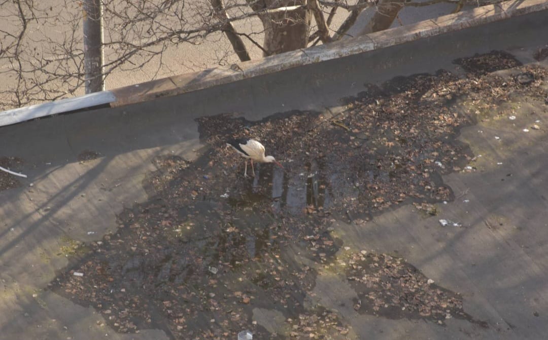 Історія птаха: в Одесі лелека прилітає прямо на дах будинку (фото) «фото»