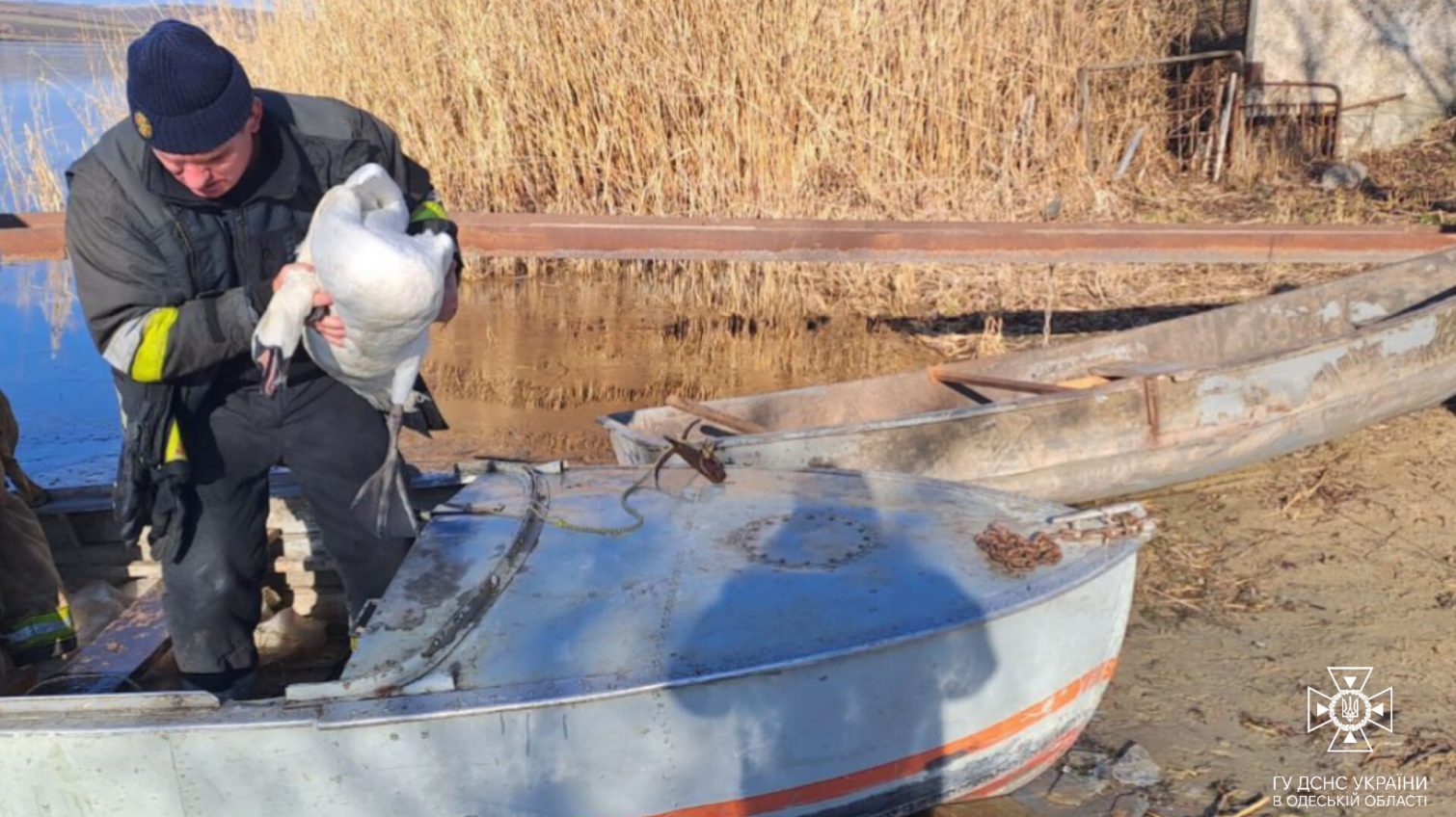 На півдні Одещини врятували лебедя, який замерз у крижині в ставку (фото) «фото»