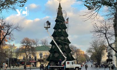 В Одесі на Дерибасівській встановили новорічну ялинку (фото) «фото»