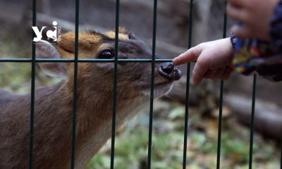 Перші зимові вихідні в Одеському зоопарку: більшість тварин поки не хочуть до теплих вольєрів (фото) «фото»