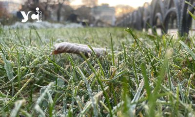 Перші заморозки грудня: яким був зимовий ранок в Одесі (фото) «фото»