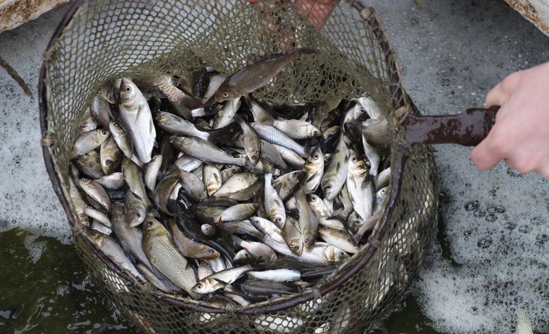 На півночі Одещині у водосховище запустили 100 тисяч риб «фото»