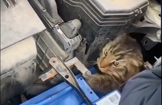 В Одесі врятували кота з під капоту автомобіля (відео) «фото»