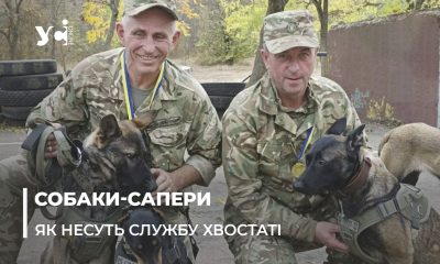 «Чотирилапі захисники»: як в Одесі готують собак-саперів до роботи на передовій (фото, відео) «фото»
