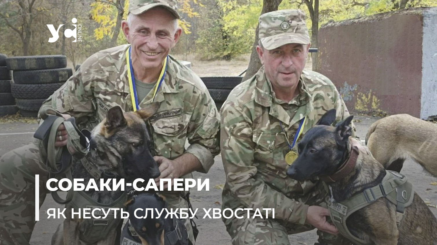 «Чотирилапі захисники»: як в Одесі готують собак-саперів до роботи на передовій (фото, відео) «фото»